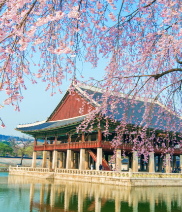 Gyeongbokgung Palace with cherry blossom in spring,Korea.